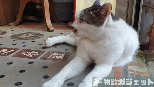 台北 旅行記 看板猫